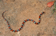 Eastern Milk Snake X Scarlet Kingsnake Intergrade
