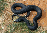 Melanistic Eastern Hognose Snake