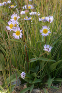 Parry's Aster
