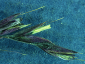 Calamagrostis purpurascens