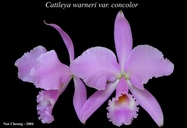 Cattleya warneri var. concolor