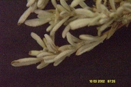 Eriogonum fasciculatum