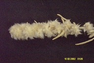 Krascheninnikovia lanata