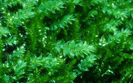 Plagiothecium Moss