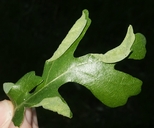 Stegophylla essigi