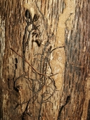 Armillaria gallica