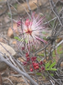 Calliandra eriophylla
