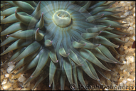 Colonial Anemone