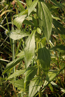 Erigeron annuus ssp. annuus