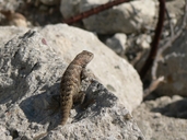 Sceloporus occidentalis