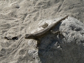 Sceloporus occidentalis