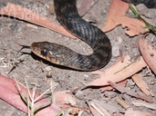 Freshwater Snake