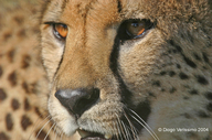 Acinonyx jubatus