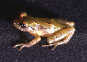 Pristimantis mendax