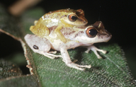 Pristimantis zimmermanae