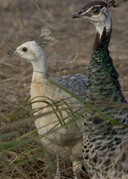 Peahen With Albino Chick