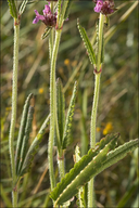 Stachys officinalis ssp. serotina