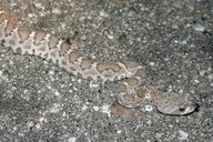 Crotalus ruber