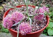 Allium kurtzianum