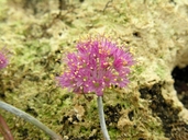 Allium kurtzianum