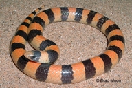 Variable Sand Snake