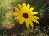 Swamp Sunflower
