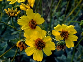 Encelia farinosa