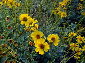 Encelia farinosa
