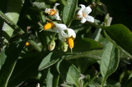Solanum nodiflorum