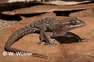 Pacific Slender-toed Gecko