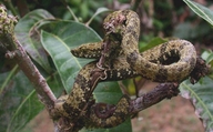 Speckled Forest Pit Viper