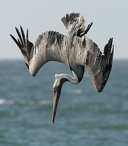 Pelecanus occidentalis californicus