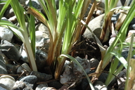 Carex sartwelliana