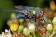 Green-bottle Fly
