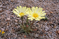 Anisocoma acaulis