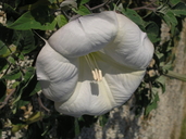 Datura wrightii