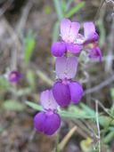 Collinsia heterophylla