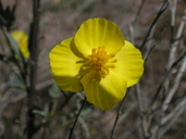 Dendromecon rigida