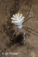 Spiked Argiope Spider