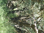 Quercus john-tuckeri