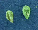 Plagiobothrys hispidus
