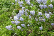 Blue Blossom Ceanothus