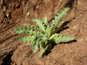 Cirsium fontinale var. campylon