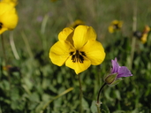 Viola pedunculata