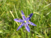 Camassia quamash