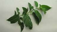 Solanum caavurana