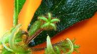 Solanum polytrichum
