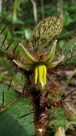 Solanum polytrichum