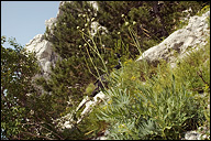 Centaurea alpina