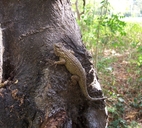 Pastel Tree Lizard